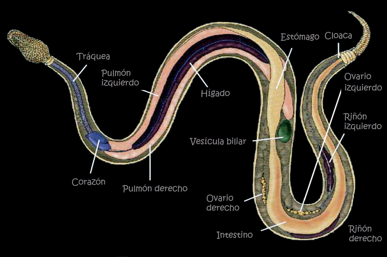 Ilustración detallada en sección transversal de una serpiente, mostrando la ubicación de órganos internos como los pulmones, corazón, hígado, vesícula biliar, estómago, ovarios, riñones e intestinos. Las etiquetas están en español, identificando cada parte anatómica.