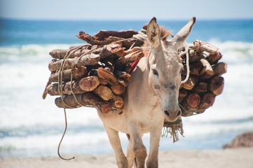 A donkey carrying a heavy load of firewood on its back stands on a sandy beach with the ocean waves visible in the background.