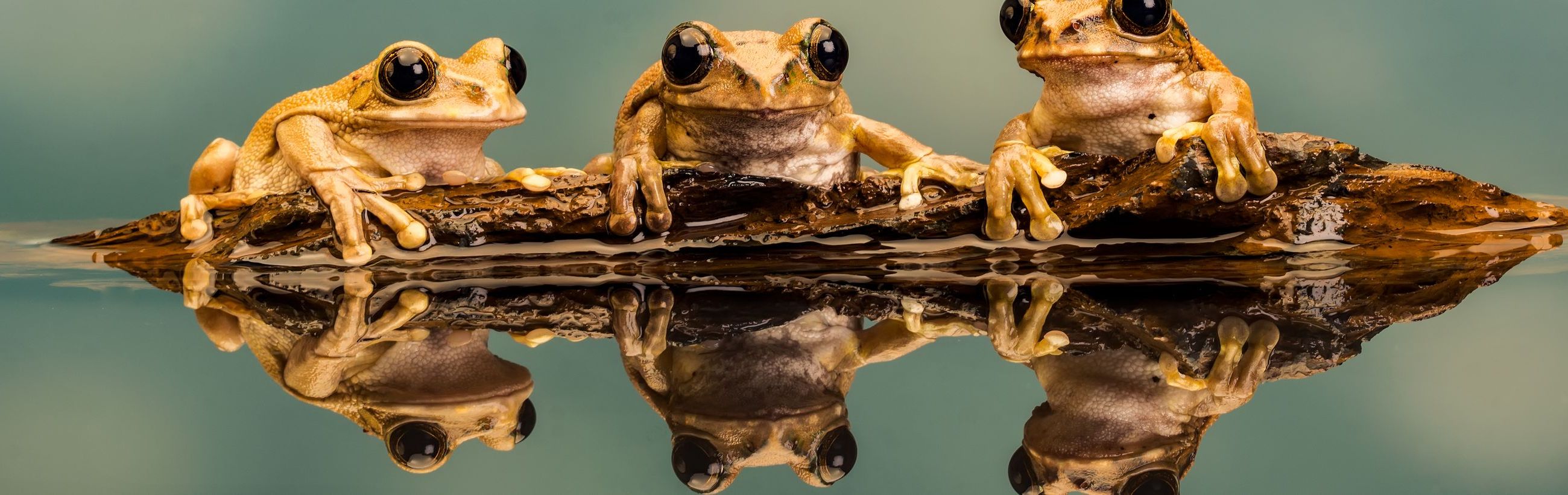 Three frogs are symmetrically positioned on a wet, reflective log, with a mirror image visible below, set against a serene teal background.