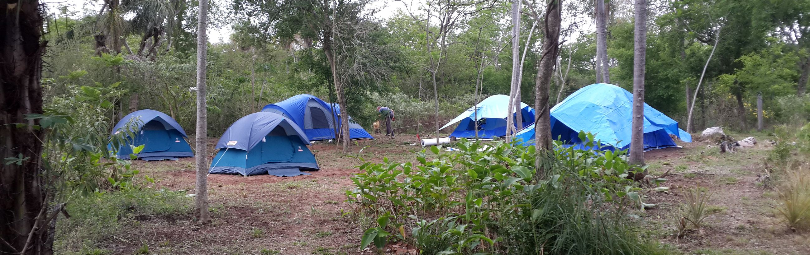 A serene encampment nestled in a forest, featuring several blue and gray dome tents. A person tends to a task near the center, surrounded by lush greenery and a diversity of trees under a soft, overcast sky.