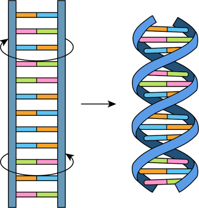 Illustration of a double helix DNA structure next to a representation of its base pairing. The DNA spiral is shown in blue with colored bars representing the four nucleotide bases connected by hydrogen bonds.