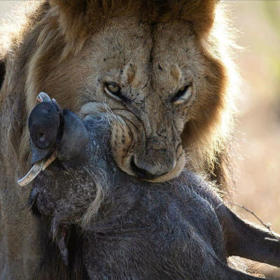 A lion, symbolically reminiscent of the constellation of the Mazzaroth representing strength, holds a subdued warthog in its jaws, demonstrating a powerful moment in the natural world.