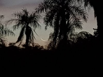 A serene evening scene showcasing a thin crescent moon hanging low in the sky, framed by silhouettes of tall palm trees against a dusky sky.