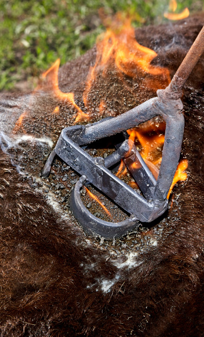 A metal branding iron, featuring an abstract symbol comprising two linked curves and a straight line, is being applied to an animal hide amidst flickering flames.