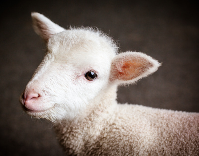 A close-up photo of a young lamb with soft, white fleece, looking directly at the camera with a gentle expression.