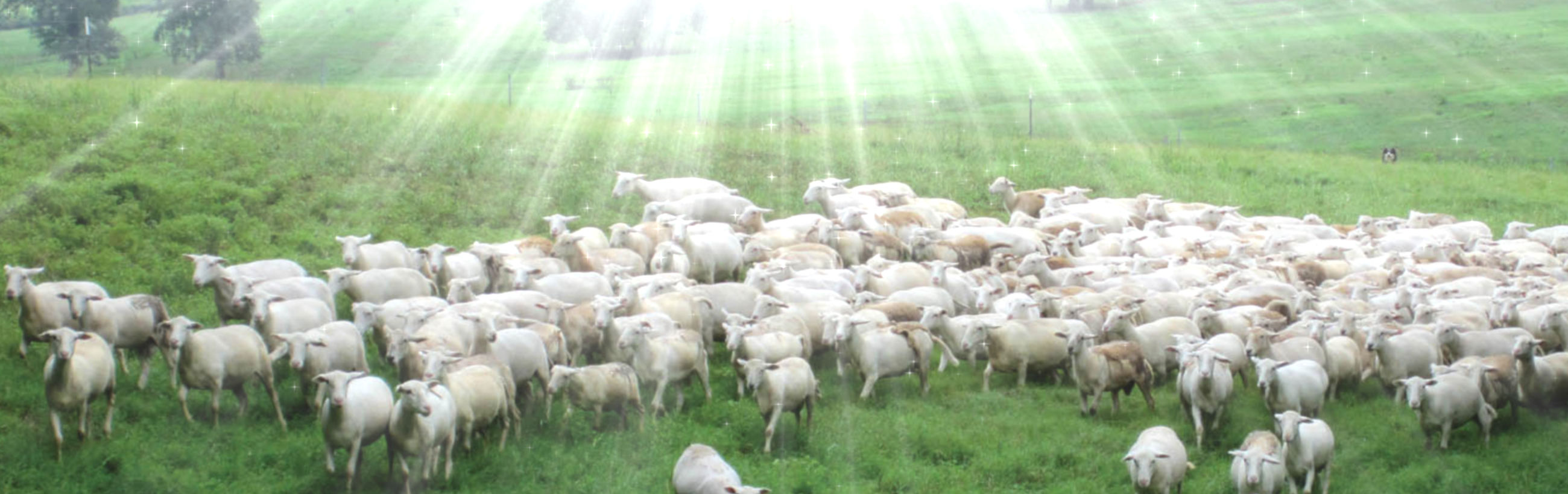 Una escena pastoral de numerosas ovejas pastando en una colina verde bañada por la luz del sol, cuyos rayos radiantes descienden a través de las nubes sobre la exuberante hierba.