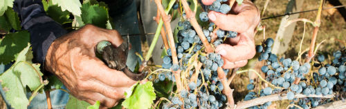 Vista de cerca de una persona que cosecha uvas azules maduras de vides verdes y exuberantes bajo la luz solar brillante, con el foco puesto en sus manos seleccionando hábilmente la fruta.