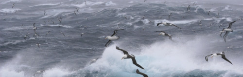 Una escena dinámica de múltiples aves marinas, posiblemente albatros, volando y deslizándose sobre las turbulentas olas del océano bajo cielos nublados.