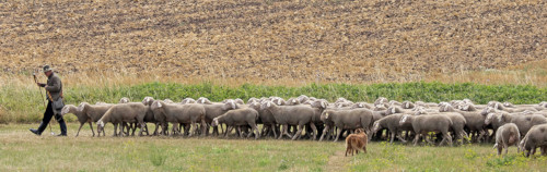 Una escena pastoral que representa a un pastor caminando junto a un rebaño de ovejas por un campo, con un perro ayudándolos en la parte trasera. El fondo muestra un campo cosechado y una franja de hierba bajo un cielo nublado.