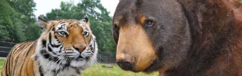 Un tigre y un oso, uno junto al otro en su hábitat natural, miran al frente con un fondo de árboles verdes y cielos nublados. El tigre, a la izquierda, presenta prominentes rayas anaranjadas, negras y blancas, mientras que el oso, a la derecha, luce un pelaje grueso y marrón oscuro.