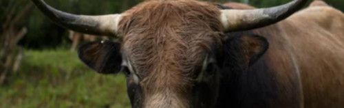 Fotografía de primer plano de un gran buey con cuernos prominentes de pie en un exuberante campo verde, que simboliza fuerza y paciencia en contextos bíblicos.