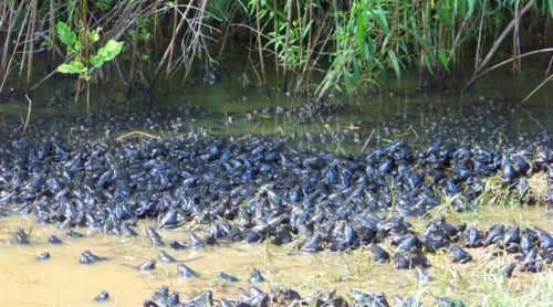 Eine Vielzahl dunkler Muscheln drängen sich dicht an einem schlammigen Wasserrand, umgeben von üppiger grüner Vegetation.