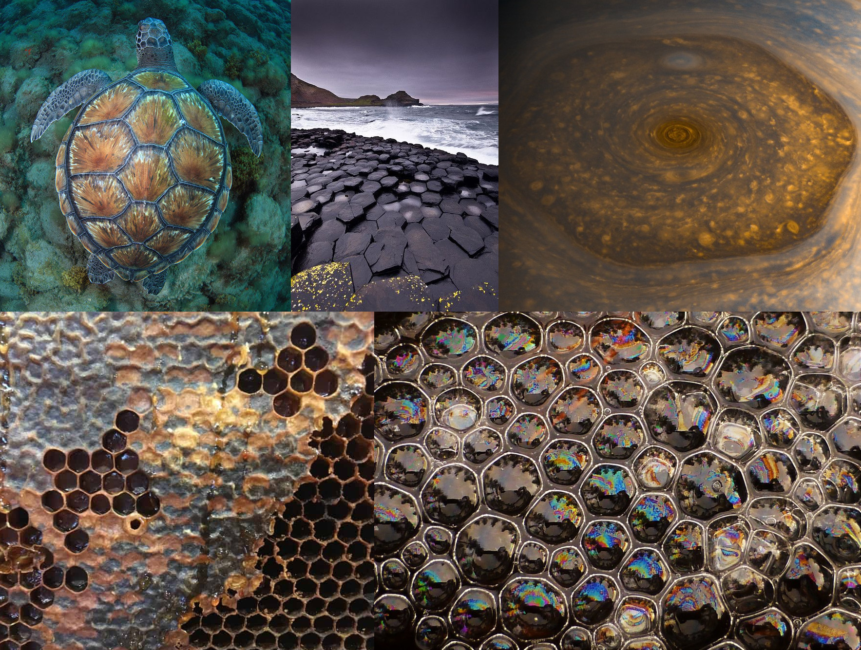 A collection of diverse natural and celestial scenes. Top left: A sea turtle swims over a coral bed. Top right: A swirling storm system in a planetary atmosphere viewed from space. Middle left: Rocky coastline with hexagonal columns under a cloudy sky. Bottom left: Close-up of a decayed honeycomb structure within a hive. Bottom right: Numerous soap bubbles closely packed, reflecting multicolored light.