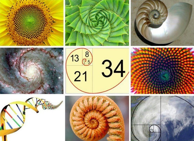 A collage featuring natural and mathematical patterns. Top row from left: close-up of a sunflower head showing Fibonacci spirals; succulent plant displaying symmetrical geometry; nautilus shell section revealing logarithmic spiral. Middle row: swirling galaxy in space; Fibonacci sequence numbers in a grid. Bottom row: DNA double helix structure overlaid on a colorful pattern; fossilized ammonite with spiral structure; black and white photograph of Earth with a geometric overlay.