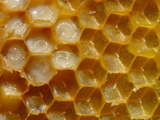 Close-up of a honeycomb, showing hexagonal cells partially filled with viscous honey and others containing white, wax-like secretions, detailed texture resembling crystalline mineral formations.