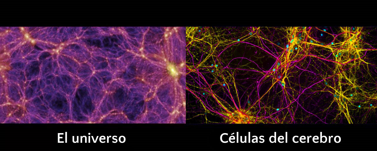 Imagen dividida en dos partes mostrando comparaciones visuales. A la izquierda, una representación del cosmos con estructuras de filamentos morados y nodos brillantes que simulan las conexiones astronómicas. A la derecha, una imagen colorida de células neuronales con múltiples conexiones en tonos de amarillo, rojo y azul, representando la complejidad del tejido cerebral.