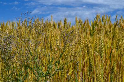 A field of ripe golden wheat under a clear sky, with a few tall wildflowers in the foreground.