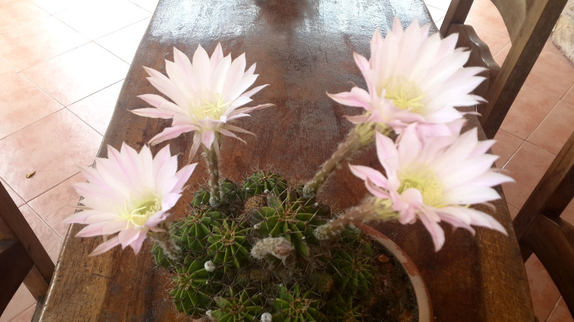 A cactus with three large, pale pink flowers blooming vibrant against the lush, green leaves of the plant, placed on a wooden table indoors.