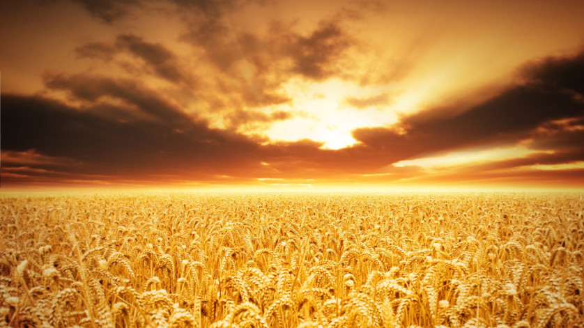 A vast field of golden wheat under a dramatic sky, with the sun setting at the horizon casting a warm glow.