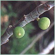 Close-up of two small green fruits growing on a woody branch, surrounded by foliage in soft focus.
