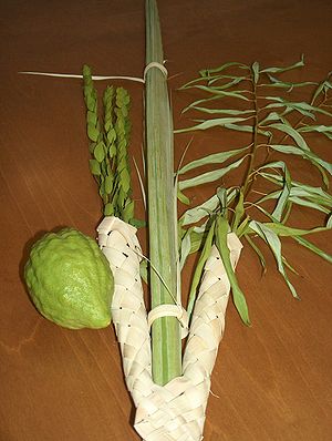An image featuring a woven palm frond encompassing two green branches and a citron fruit, arranged symbolically.