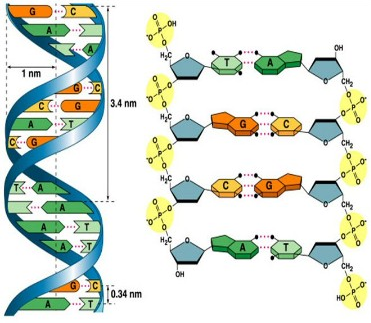 Diagram showing the molecular structure of DNA, with a double helix on the left and detailed atomic bonds on the right. Each nucleotide base pair is labeled (cytosine, guanine, adenine, thymine).