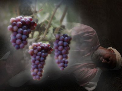 An ethereal image showcasing clusters of grapes in the foreground with a faint overlay of a sleeping man draped in a cloth, set against a mystical foggy background.