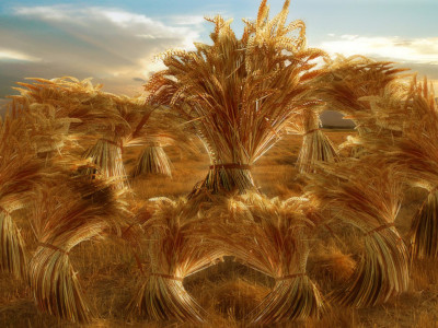 A golden wheat field during sunset, the sheaves arranged in distinct circular bundles glowing under the warm light, emphasizing natural abundance and the beauty of agricultural cycles.