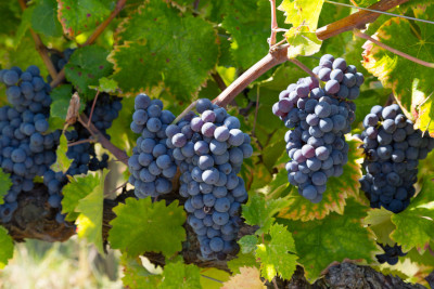 Clusters of ripe, dark blue grapes hanging on the vine under sunlight, surrounded by vibrant green leaves.