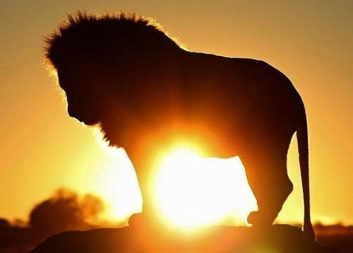 A silhouette of a lion standing on a rock with a vibrant sunset in the background, symbolizing the Mazzaroth's depiction of strength and majesty.