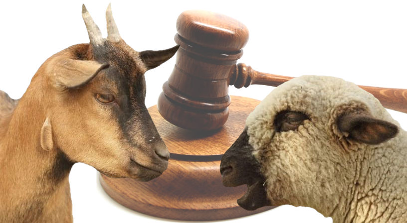 A composite image featuring a goat facing a sheep with a traditional wooden gavel and sounding block positioned between them on a white background.