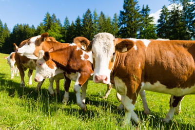 A group of cows with brown and white patches grazing in a lush green meadow under a clear blue sky, surrounded by trees in the background.