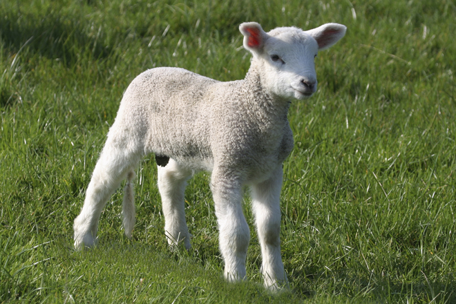 A young lamb stands on green grass under bright sunlight, symbolizing the spring season.