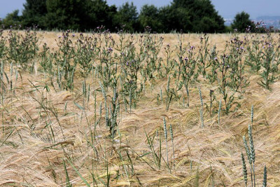 A field of wheat is gently bending, interspersed with taller, purple-flowered thistles under a clear sky. The landscape symbolizes the lush abundance of a well-watered earth, reminiscent of the biblical descriptions of fields ready for harvest.