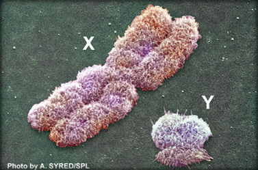 Microscopic image featuring two distinct cell formations marked with X and Y on a greenish textured background, symbolizing the celestial clusters of Mazzaroth.