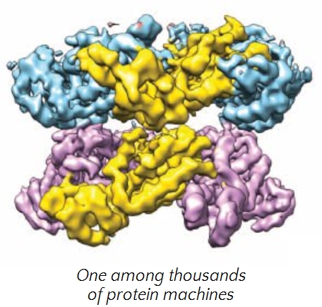 A colorful 3D model of a complex protein structure featuring intertwined clusters in shades of blue, yellow, and purple.