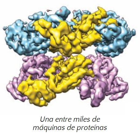 Imagen tridimensional en colores vivos de un complejo de proteínas, compuesto por varias unidades interconectadas en tonos azul, amarillo y violeta. La imagen está etiquetada en español con la frase "Una entre miles de máquinas de proteínas".