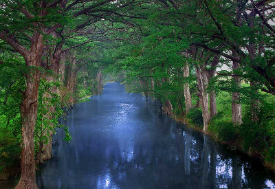 Tranquil river flowing through a dense lush forest with overarching trees reflecting in the water, evoking a peaceful, natural scene.