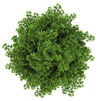 Overhead view of a lush, vibrant green tree with dense foliage against a plain white background.