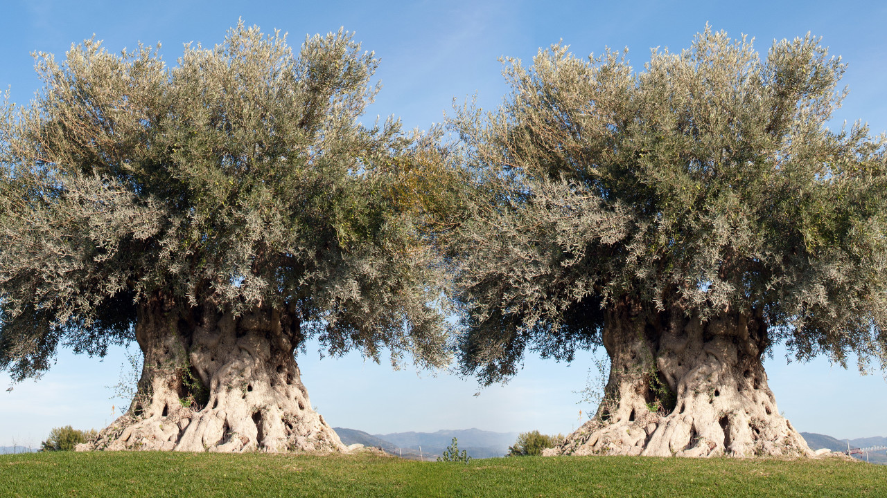 Two ancient olive trees standing majestically on a lush green field, with gnarled trunks and sprawling branches under a clear blue sky.