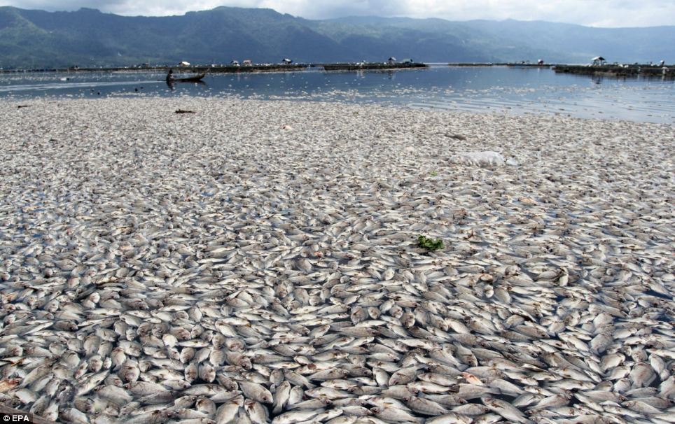A vast expanse of dead fish blankets a shoreline under a cloudy sky, with distant mountains and a few small boats visible in the background.