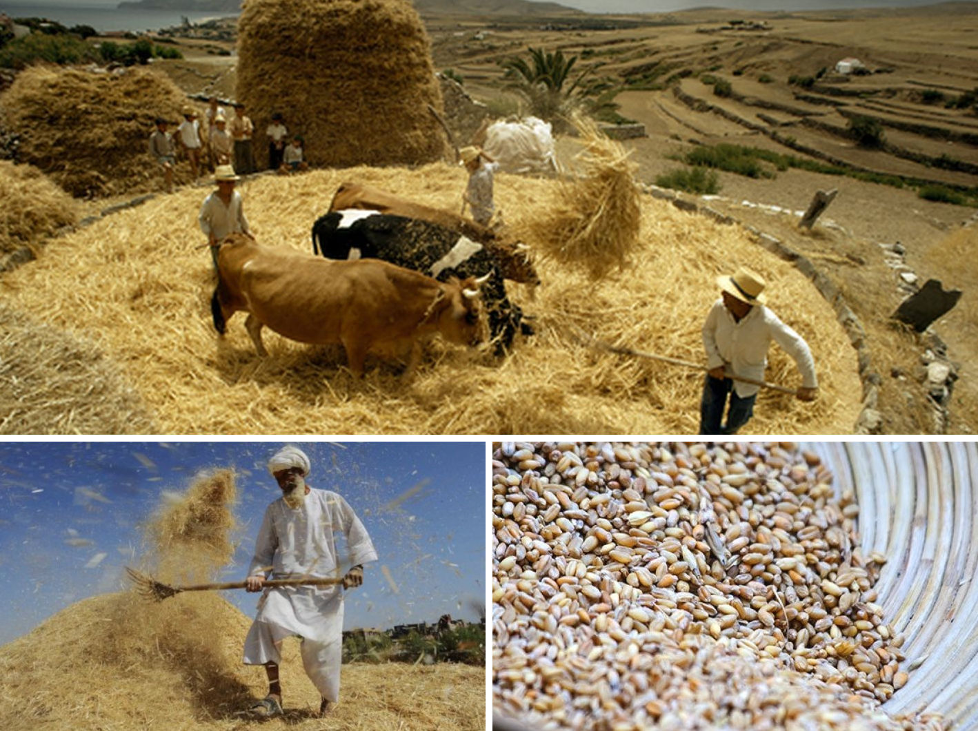 A composite image displaying traditional agricultural practices. The top large image shows several men and a woman in a field, threshing grain with the help of two oxen surrounded by large haystacks. One man is distributing the straw while others observe under the sunny sky with a panoramic view of cultivated terraced fields in the background. The bottom left image features an elderly man in white traditional attire winnowing chaff from grains in a sunny, dusty setting. The bottom right image shows a close-up of numerous harvested grains neatly collected in a round pattern.