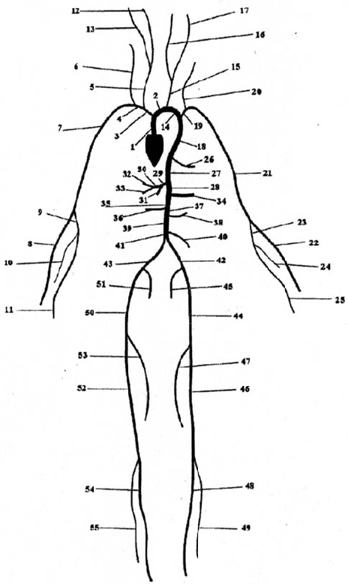 Diagram of the human cardiovascular system with the heart at the center, showing detailed labeled arteries extending throughout the body. Each artery branch is numbered for reference, illustrating the system's complexity and structure.