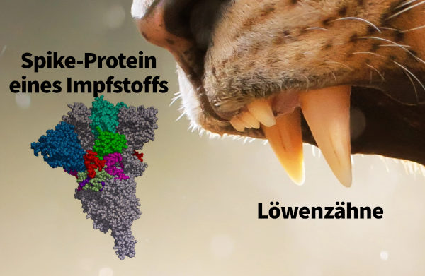 Nahaufnahme der Ecke eines Löwenmauls mit sichtbaren spitzen Zähnen, neben einer farbigen Darstellung eines Spike-Proteins eines Impfstoffs, symbolisiert durch ein strukturiertes Modell in Grau mit farblich hervorgehobenen Bereichen in Blau, Grün, Rot und Violett.