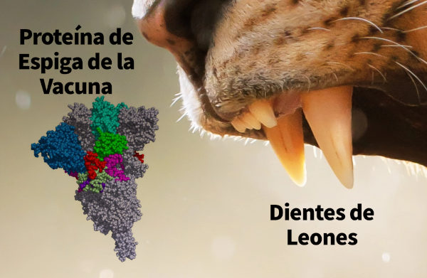Una imagen que muestra una representación gráfica de una molécula etiquetada como "Proteína de Espiga de la Vacuna" junto a un primer plano de los colmillos afilados de un león, con texto que dice "Dientes de Leones".