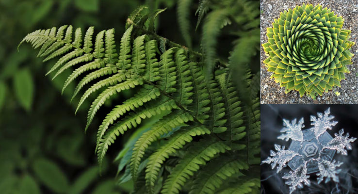 A collage of three images displaying naturally occurring patterns. The first shows a lush, verdant fern with detailed fronds. The second is a top view of a spiral-patterned succulent in green and yellow. The third captures the delicate symmetry of a snowflake in grayscale.