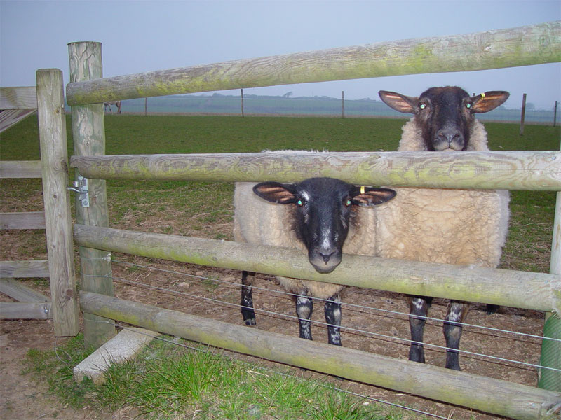 Two sheep, one with a darker face, peering through a wooden fence on a misty field, symbolizing the creatures of the earth as observed in the celestial context.