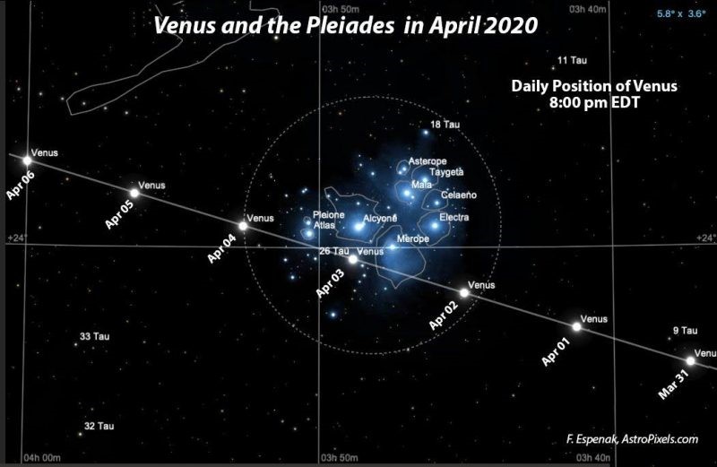 Astronomical chart showing Venus’s daily positions in proximity to the Pleiades cluster as observed in April 2020. The chart includes labeled stars such as Alcyone and Electra and tracks Venus' movement in the night sky, marked by dates.