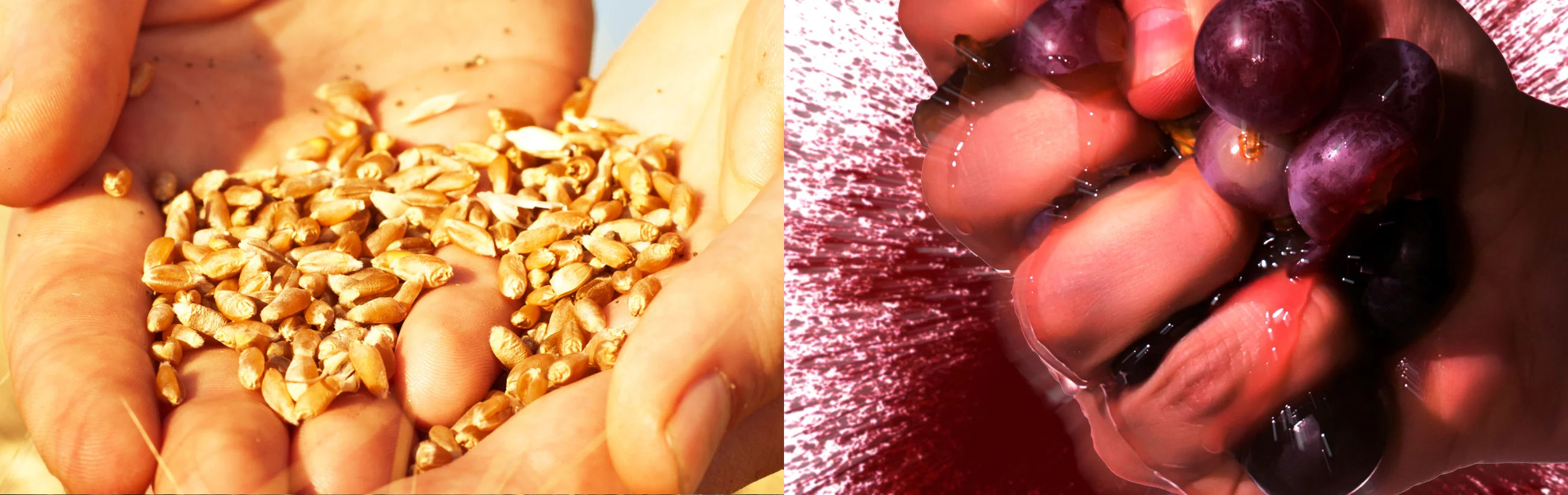 Two close-up images displayed side-by-side. The left image shows hands holding a collection of golden wheat seeds, symbolizing bountiful harvests. The right image features hands cupping several glossy purple grapes with drops of water on them, illustrating the element of water's nurturing aspect in growth and fertility.