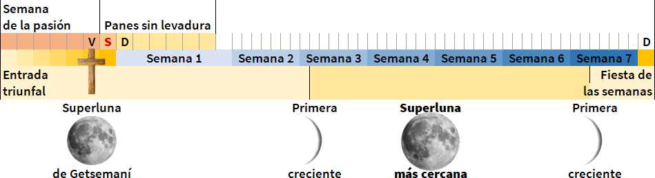 Calendario visual que muestra eventos bíblicos y fases lunares. Se destacan la "Entrada triunfal" y la "Semana de la pasión", luego semanas numeradas del 1 al 7 con eventos como "Panes sin levadura" y "Fiesta de las semanas". Incluye imágenes de la luna: una superluna de Gétsémani, una luna creciente en la primera semana, y otra superluna más cercana junto a una luna creciente en la última semana.